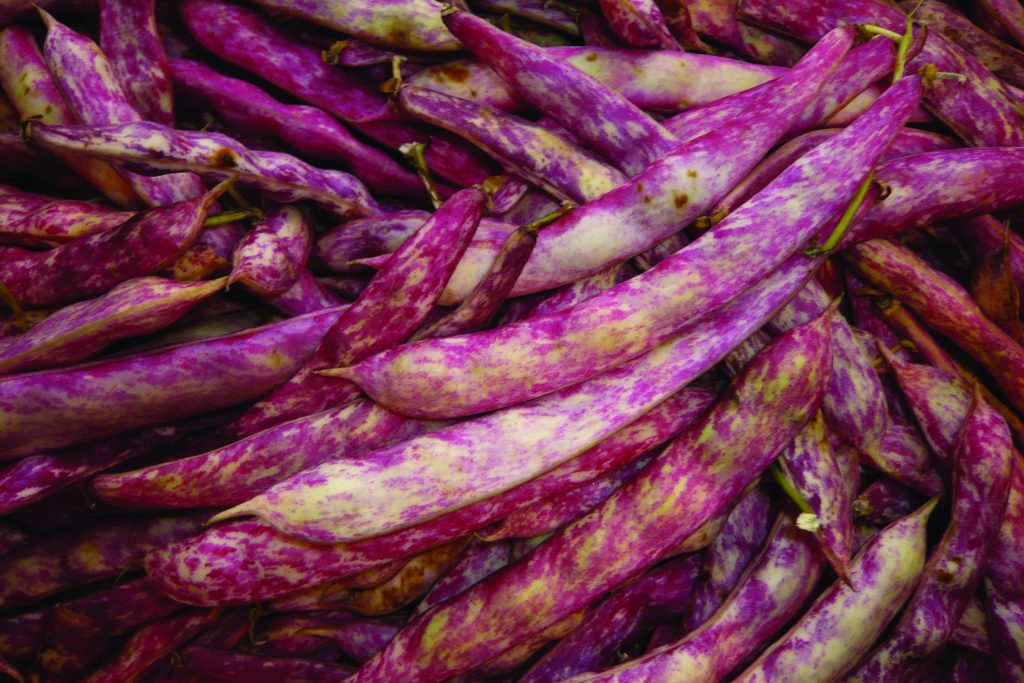 Borlotti Beans