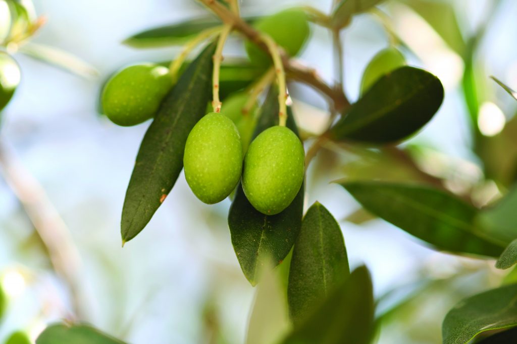 olives©iStock