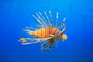 Red lionfish