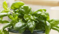 Basil Oil