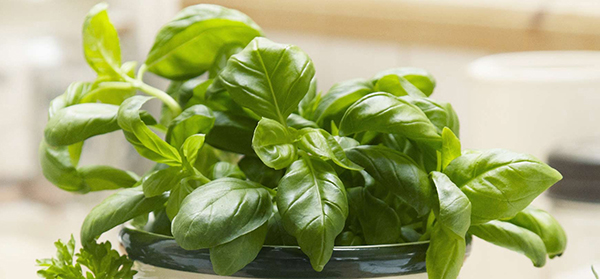 Basil Oil