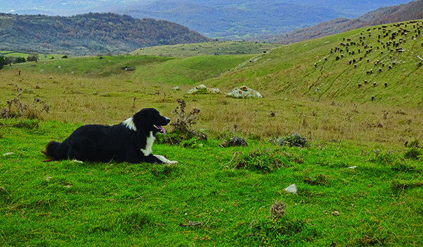 Sheepdog