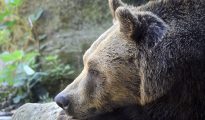 marzipan brown bear