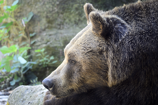 marzipan brown bear