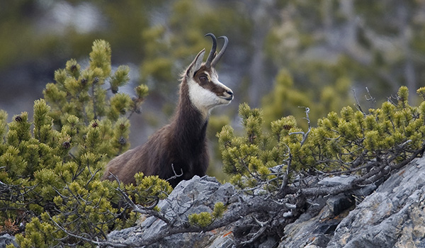 Ten Italian creatures we want to spot | Italy Travel and Life