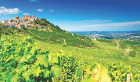 Barolo vineyard Piedmont italy