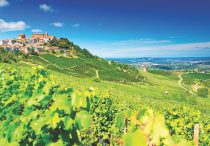 Barolo vineyard Piedmont italy