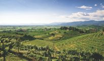 Vineyards in Friuli