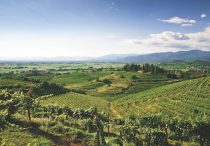 Vineyards in Friuli