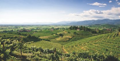Vineyards in Friuli
