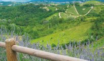 Summer landscape with vineyards in Monferrato (Piedmont, Italy)