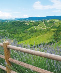 Summer landscape with vineyards in Monferrato (Piedmont, Italy)