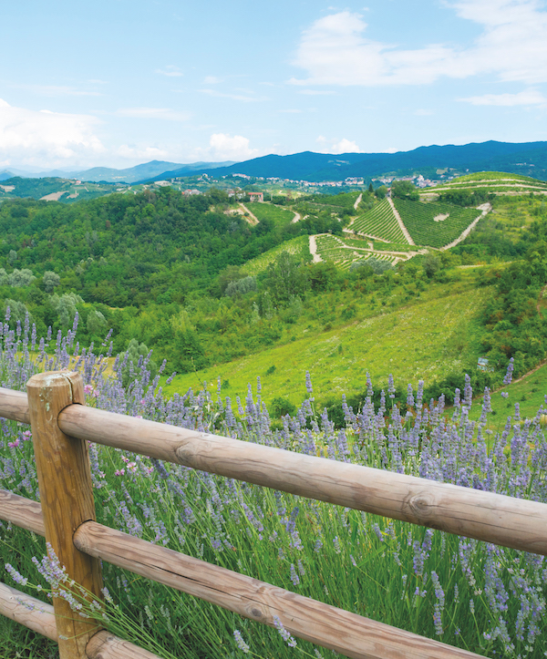Summer landscape with vineyards in Monferrato (Piedmont, Italy)