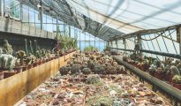 Cacti Glasshouse Pallanca Exotic Garden Bordighera