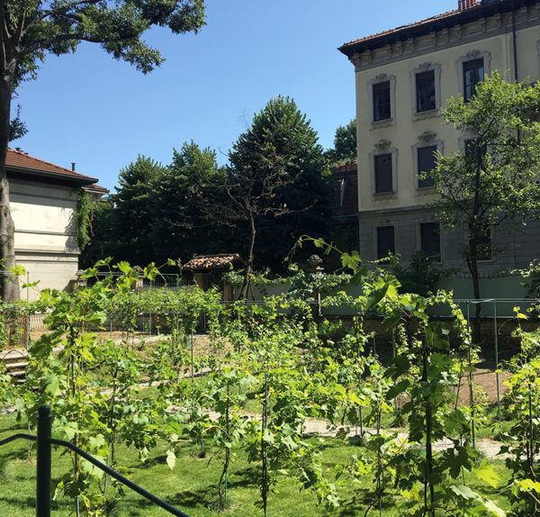 green garden of Leonardo's Vineyard