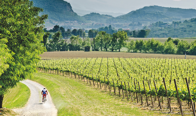 Franciacorta vineyards Italy