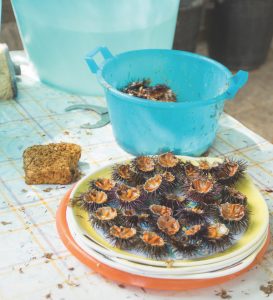 Sea urchins, Puglia