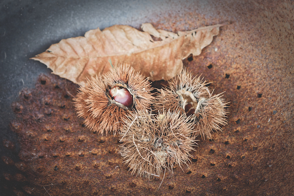 Chestnuts in Italy