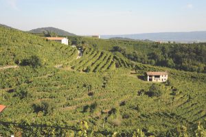 Prosecco DOCG area Italy