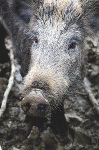 wild boar in italy