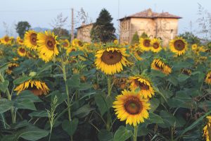 sunflowers in Italy
