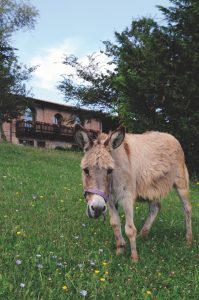 Donkey in Italy