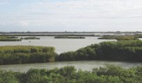 Looking across the reeds and islands of Sacca di Goro, Po Delta, Italy