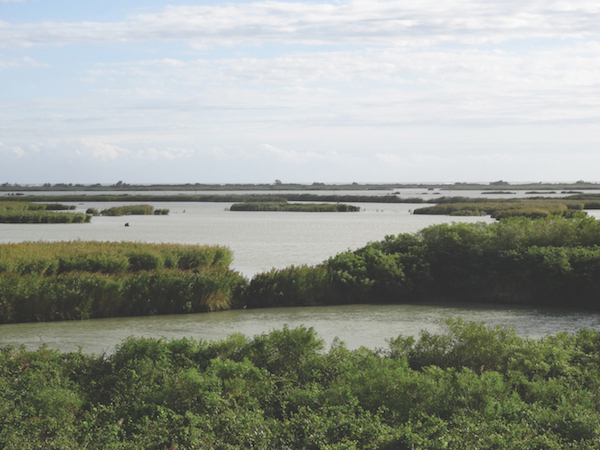 Looking across the reeds and islands of Sacca di Goro, Po Delta, Italy