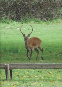 Mesola stag, Po Delta, Italy