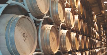 Sassicaia barrels tenuta san guido, Maremma, Tuscany