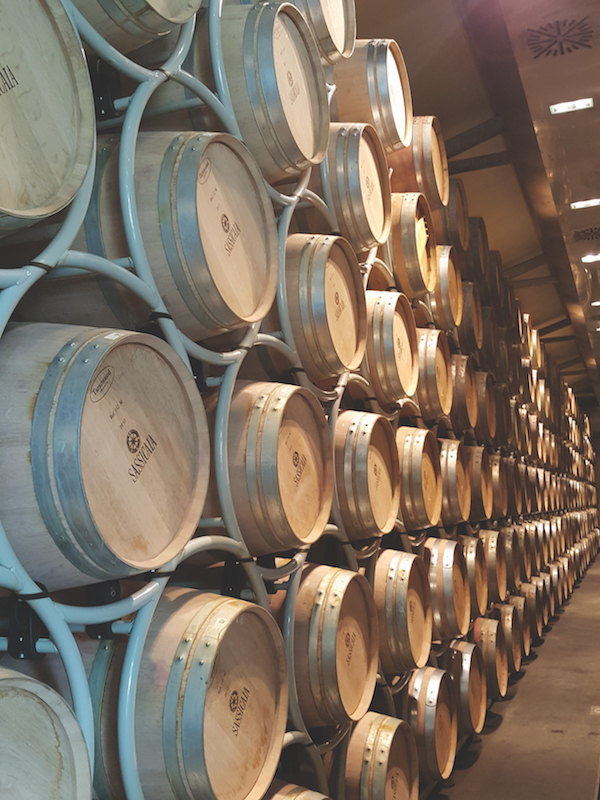 Sassicaia barrels tenuta san guido, Maremma, Tuscany