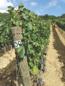 The Merlot grapes at Relais di Biserno