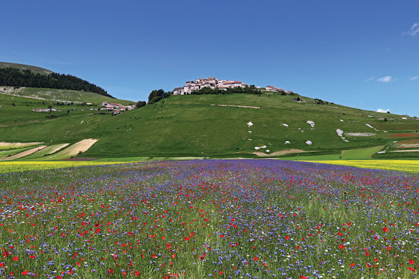 Field of Flowers, Castelluccio, Italy