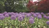 alliums in italy