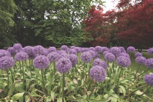 alliums in italy