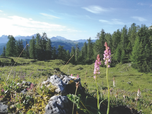 Gardenacia morning, Italy