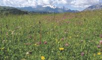 wildflower meadow in Dolomites, Italy