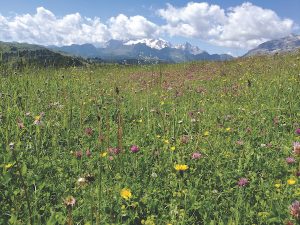 wildflower meadow in Dolomites, Italy