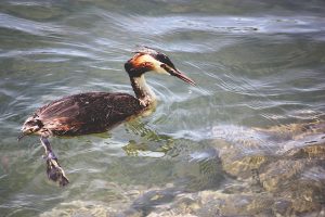 grebe on lake maggiore