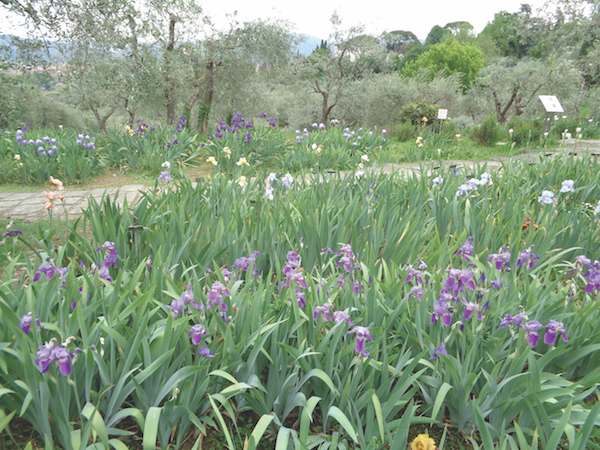Giardino dell’Iris