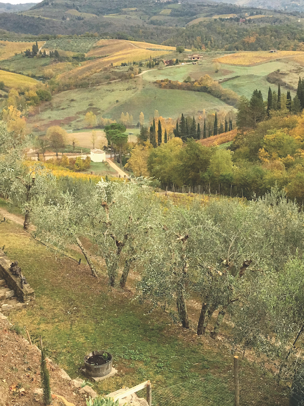 Terre di Baccio, Greve in Chianti