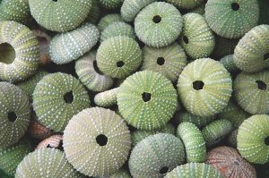 Urchins in Brindisi
