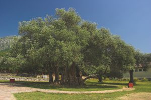 olive trees