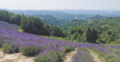 lavender fields in Piedmont