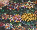 Viewpoint: Sulmona confetti