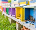 Beekeeping in a Tuscan retreat
