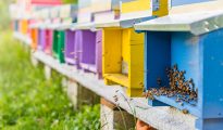 tuscan beekeeping, colourful beehives