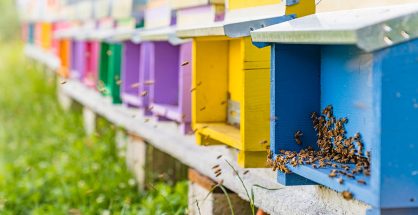 tuscan beekeeping, colourful beehives