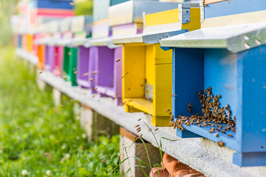 tuscan beekeeping, colourful beehives