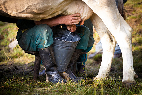 Traditional cow milking technique